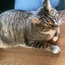 Thumbnail photo of Lumpy #2