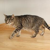 Thumbnail photo of Joan Jett C65105 #4