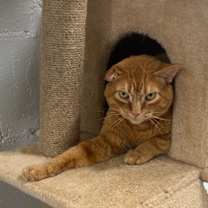 Thumbnail photo of King Louie #3