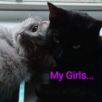 Thumbnail photo of Kokomo #4