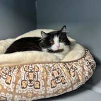 Thumbnail photo of Henley #1