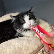 Thumbnail photo of Henley #2