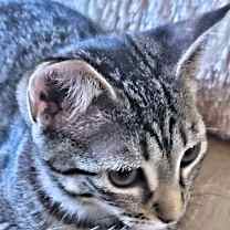 Thumbnail photo of Almond Joy #2