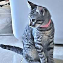 Thumbnail photo of Almond Joy #4