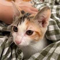 Thumbnail photo of Cricket #1