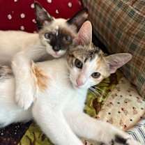 Thumbnail photo of Cricket #2