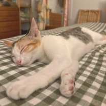 Thumbnail photo of Cricket #3