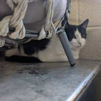 Thumbnail photo of Paint #1