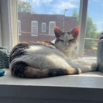 Thumbnail photo of Lady Windermere #3