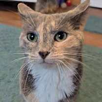 Thumbnail photo of Stormy (bonded with Simba) #4