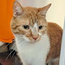 Thumbnail photo of Simba (bonded with Stormy) #4