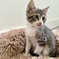 Thumbnail photo of Gimlet #4