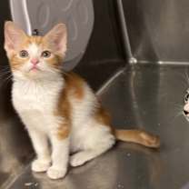 Thumbnail photo of Sugar #3