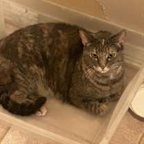 Thumbnail photo of Paisley #2