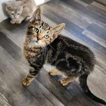 Thumbnail photo of Cougar #1