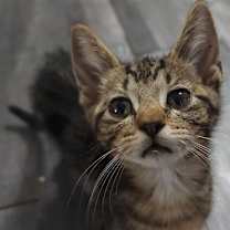 Thumbnail photo of Cougar #3