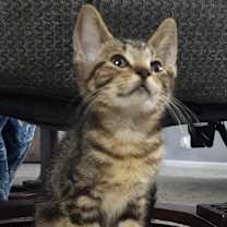 Thumbnail photo of Cougar #4