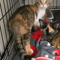 Thumbnail photo of Sydney #1