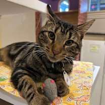 Thumbnail photo of Kai #2