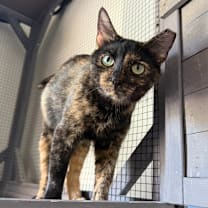 Thumbnail photo of Velveeta #1