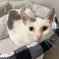 Thumbnail photo of Swan #2