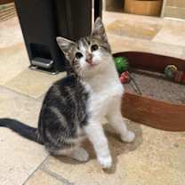 Thumbnail photo of Bud #1