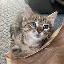 Thumbnail photo of Thyme #2