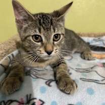 Thumbnail photo of Tango #4