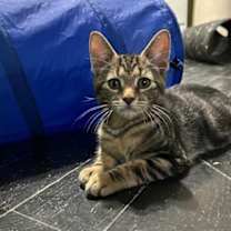 Thumbnail photo of Tigre #3