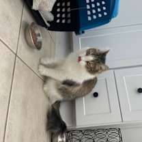 Thumbnail photo of Juliet #3