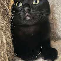 Thumbnail photo of KAREN WILSON #3