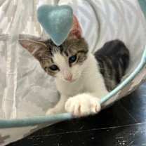 Thumbnail photo of Crunchwrap #3