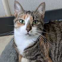 Thumbnail photo of Callie #4