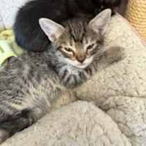 Thumbnail photo of Janis Joplin #2