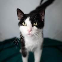 Thumbnail photo of Bodie #3