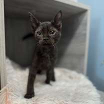 Thumbnail photo of Honey Buns #1