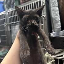 Thumbnail photo of Honey Buns #2