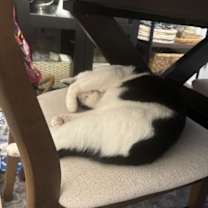 Thumbnail photo of Cheesecake #3