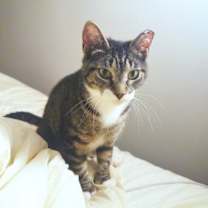 Thumbnail photo of Misty #1