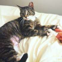 Thumbnail photo of Misty #2