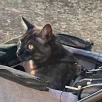 Thumbnail photo of Ozzy (Osbourne) #3