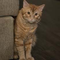 Thumbnail photo of Milo #1