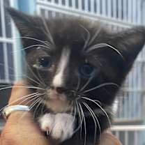 Thumbnail photo of Maximus #2