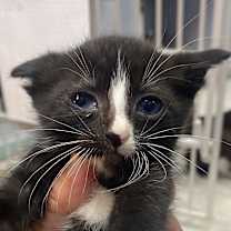 Thumbnail photo of Jackson #2