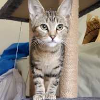 adopt-pet