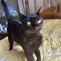 Thumbnail photo of Hoss #1