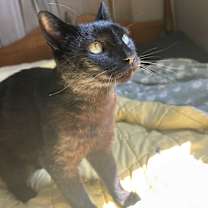 Thumbnail photo of Hoss #4