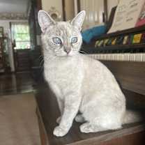 Thumbnail photo of Sarabi #1