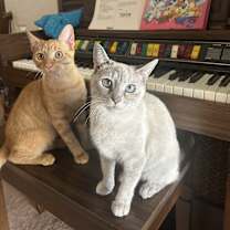 Thumbnail photo of Sarabi #2