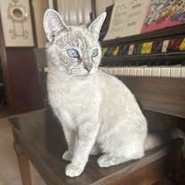 Thumbnail photo of Sarabi #3